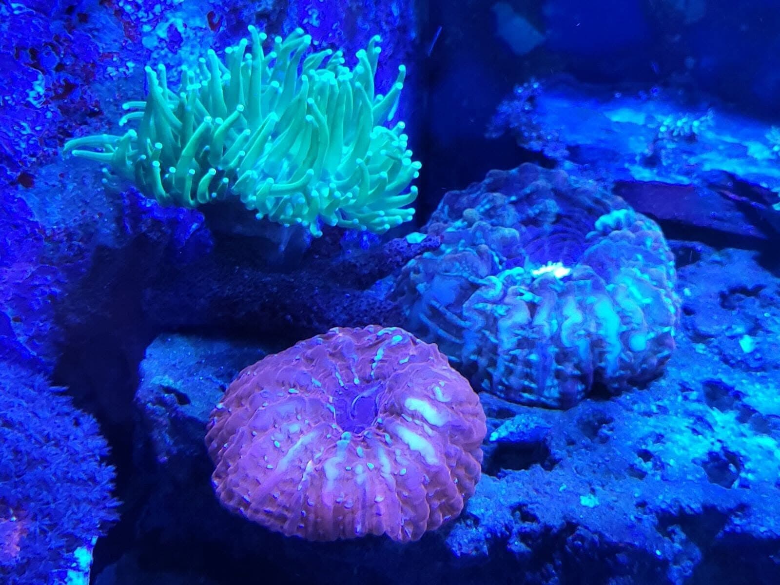 We Buy Frags!