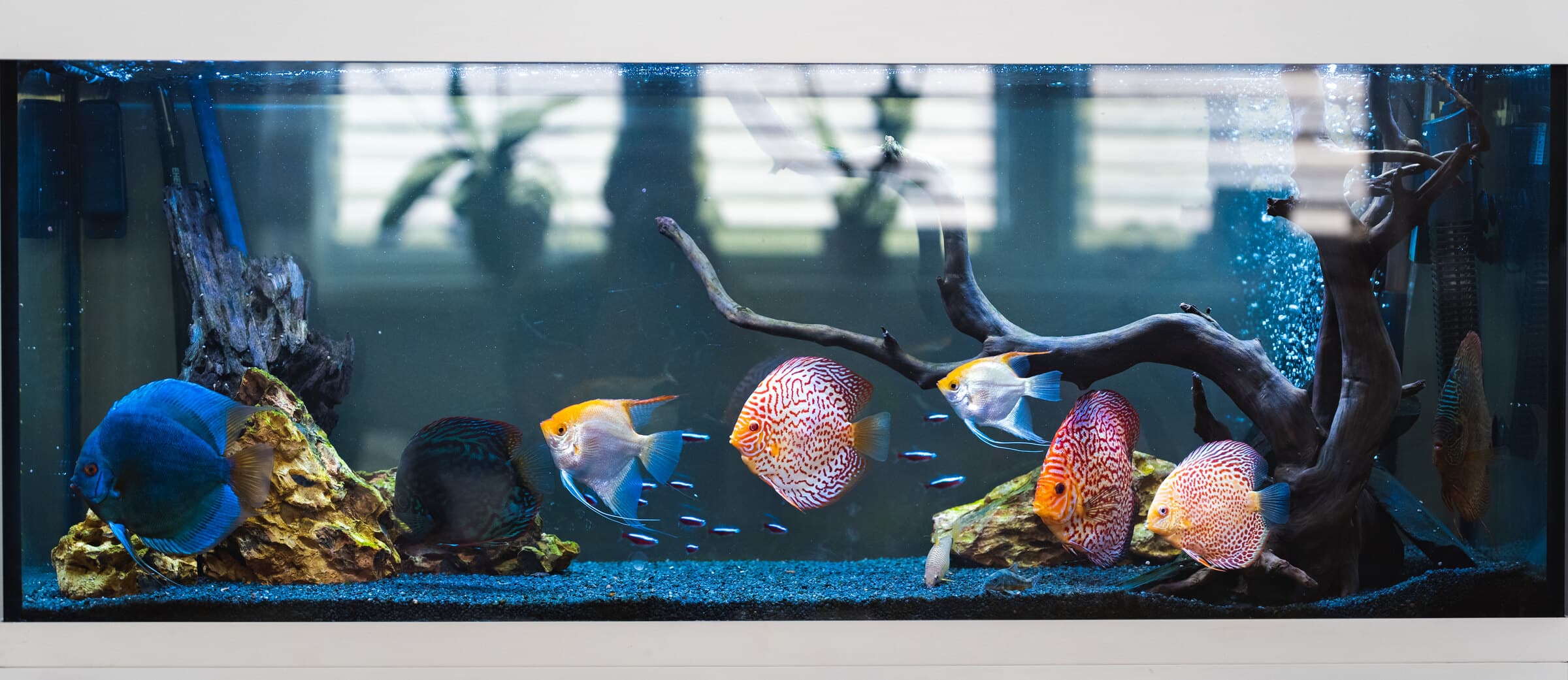 A healthy freshwater show aquarium at Sea Cave in Erie, PA