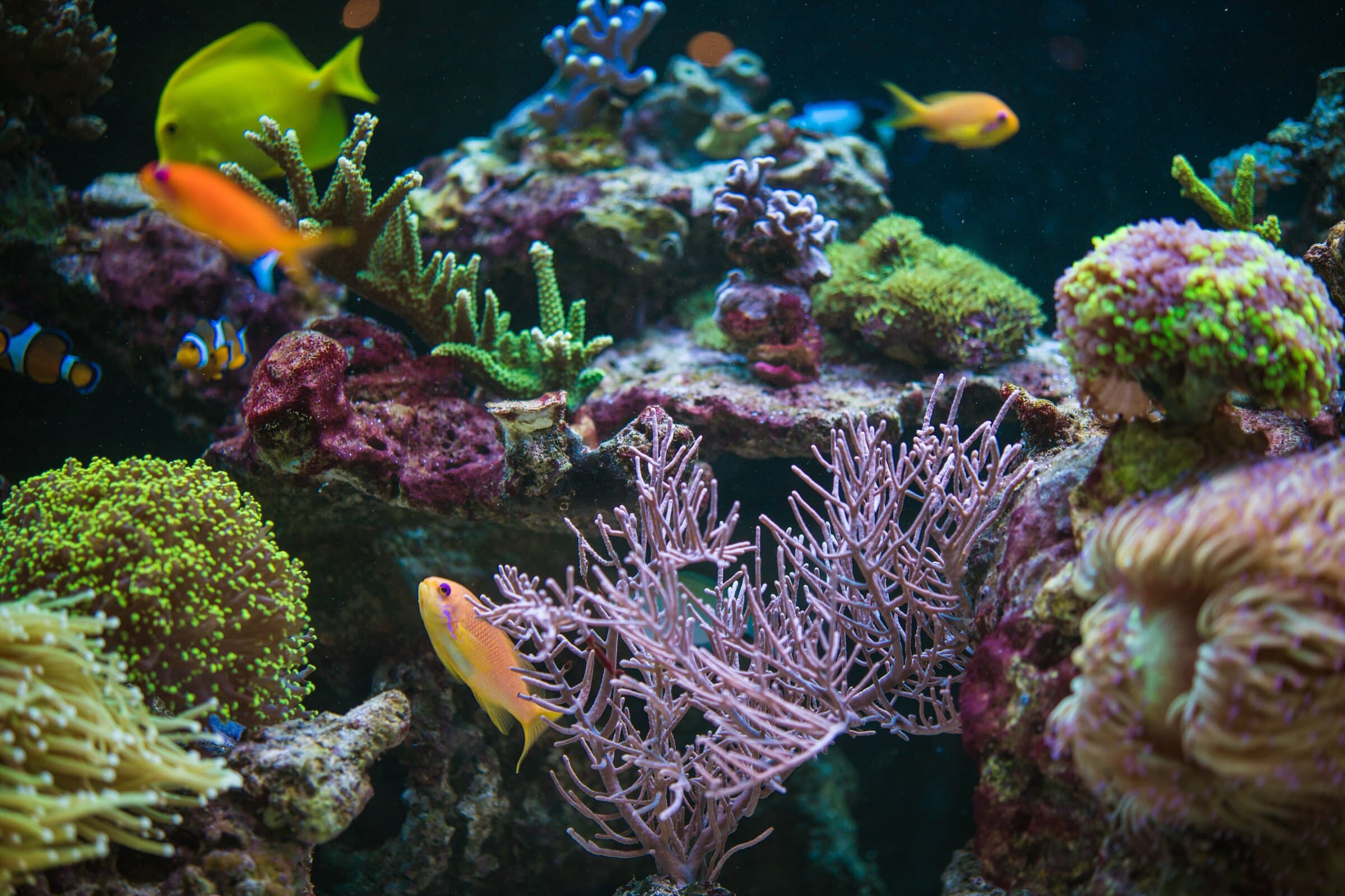 A live coral reef display aquarium at Sea Cave in Erie, PA