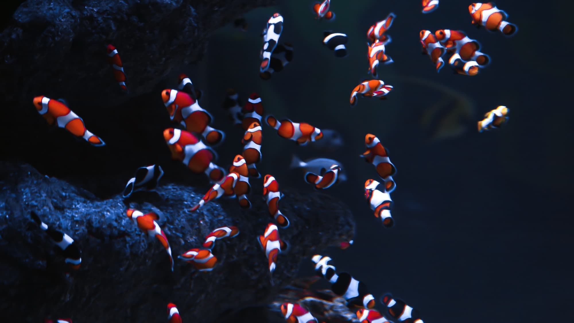 Fish Rehoming