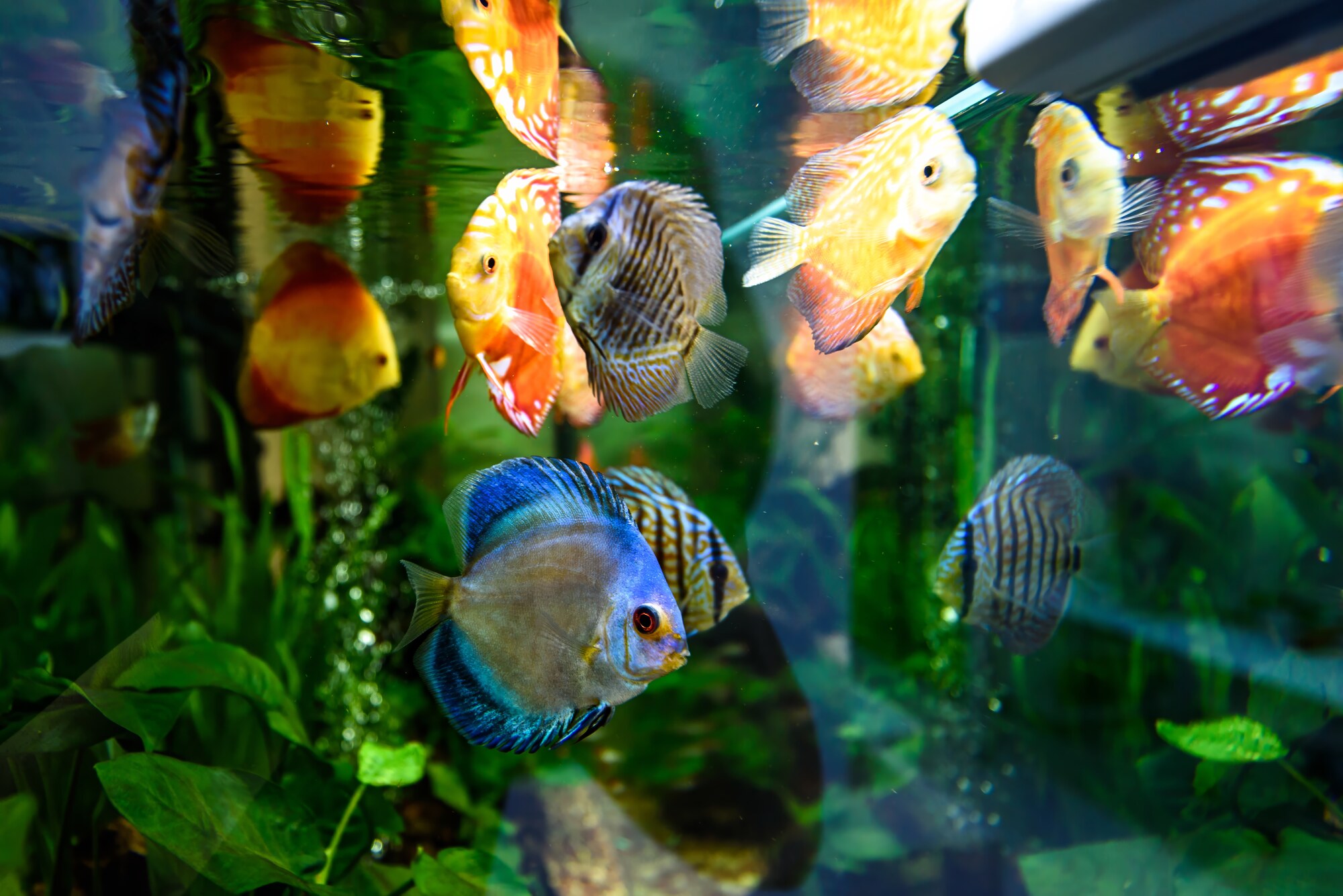 Freshwater Fish