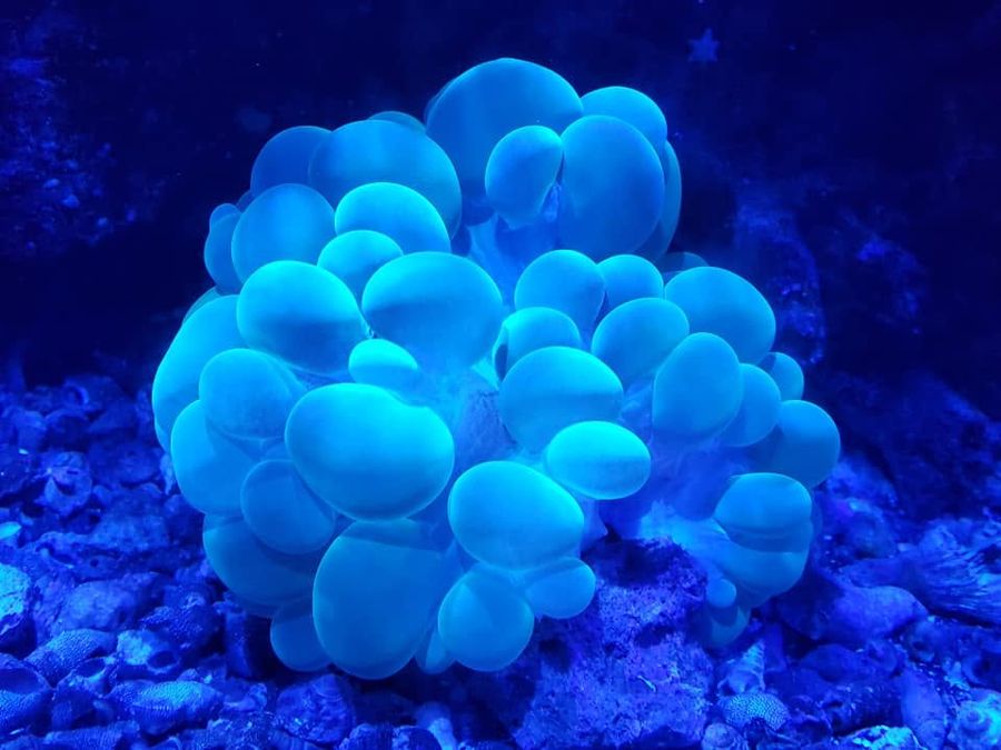 Live Coral