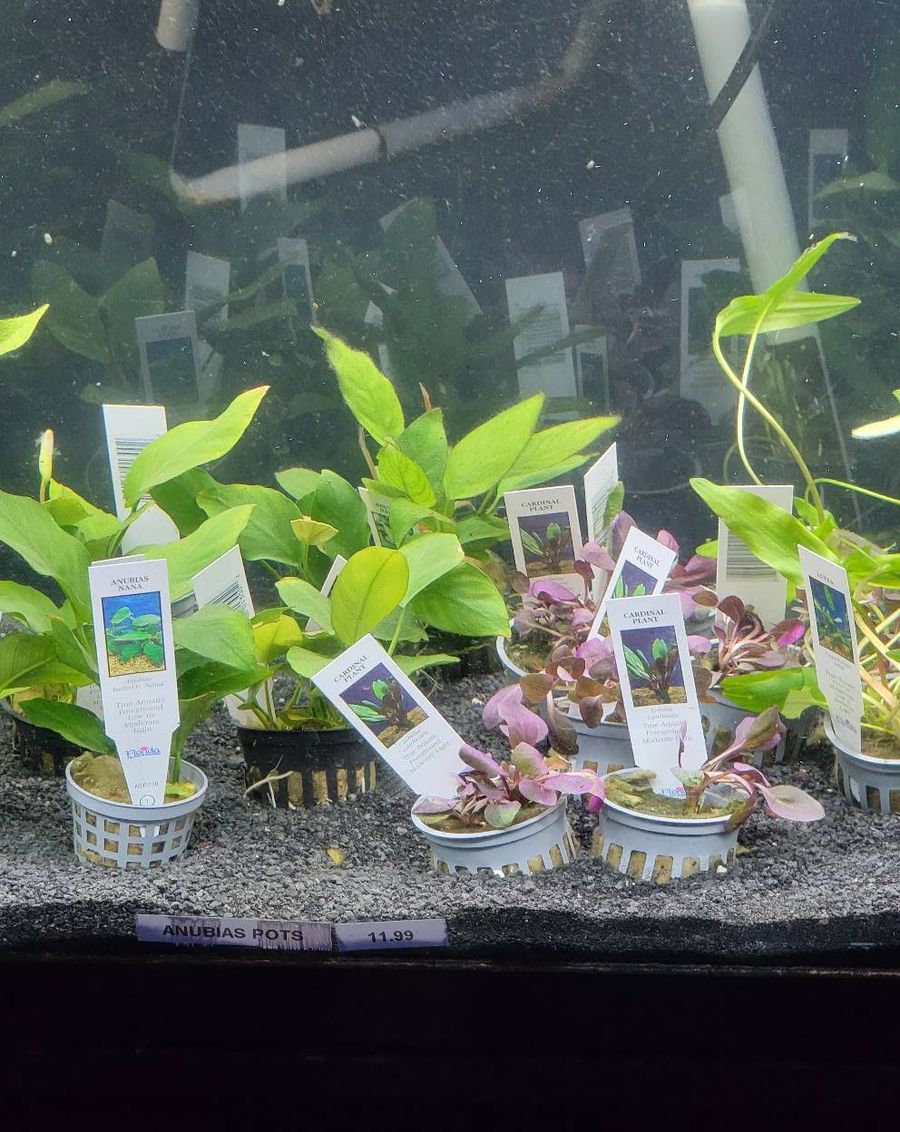 Freshwater Plants