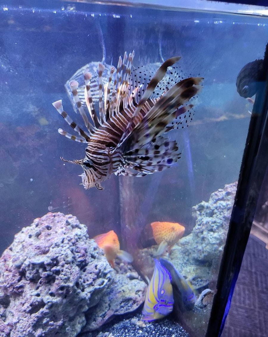 Saltwater Fish