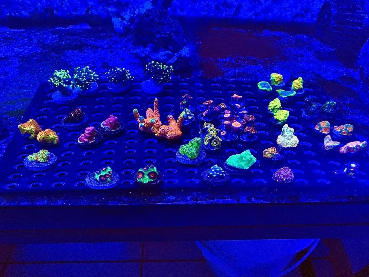 We Buy Frags!