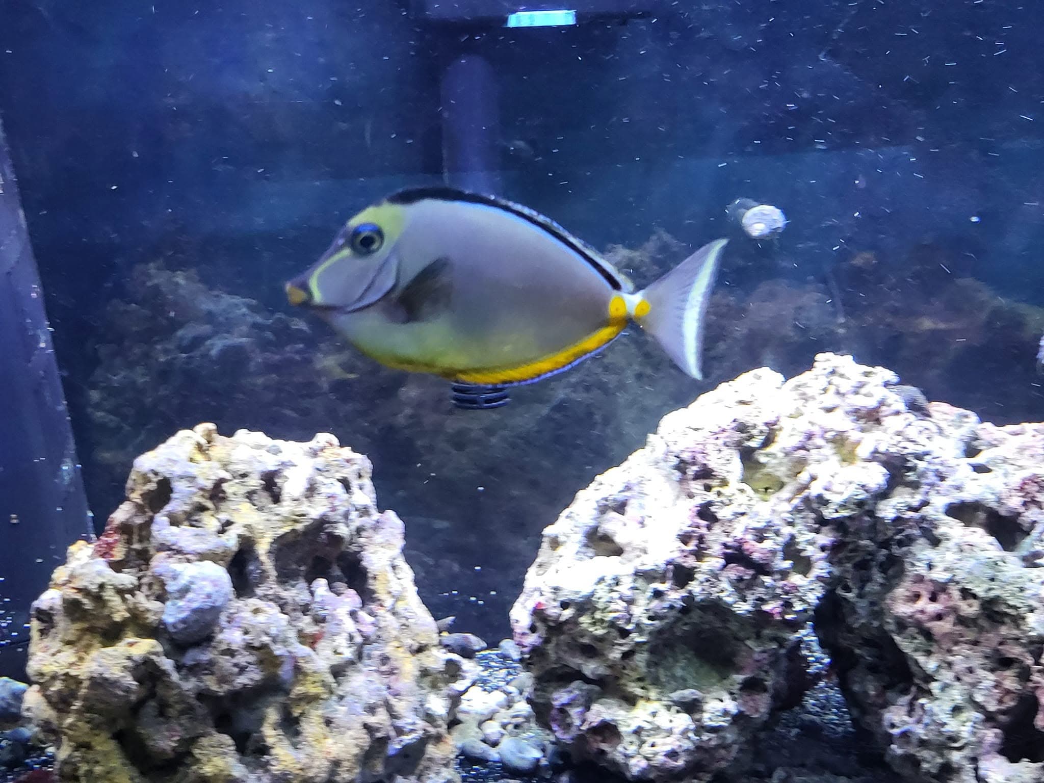 Fish Rehoming